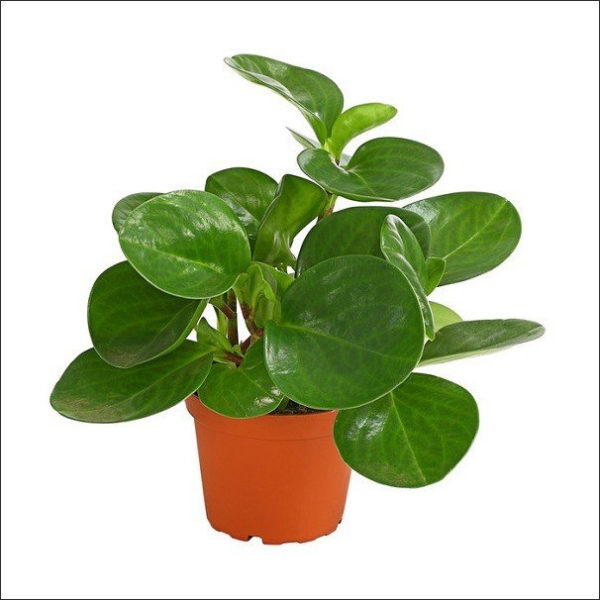 Yoidentity Peperomia Obtusifolia Plant (Green)