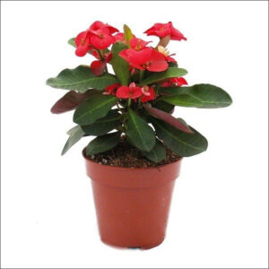 Yoidentity Euphorbia, Crown of Thorns Plant Red