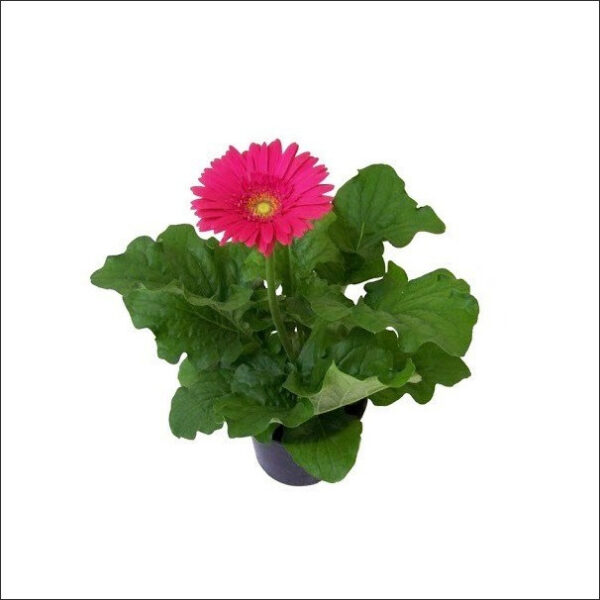 Yoidentity Gerbera Dark Pink