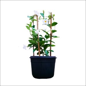 Yoidentity Mandevilla White (Large)