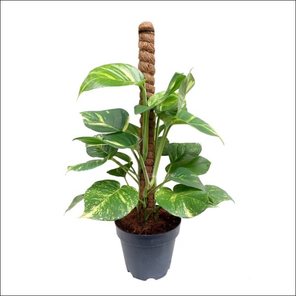 Yoidentity Money Plant Large