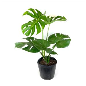 Yoidentity Monstera Deliciosa Large Buy Online Bangalore