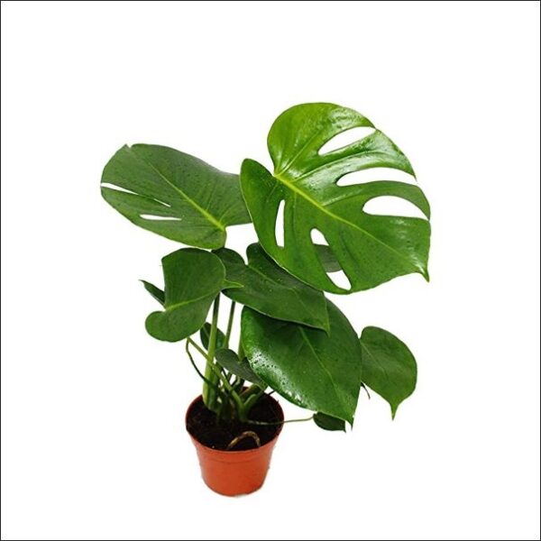 Yoidentity Monstera Deliciosa Large Plant