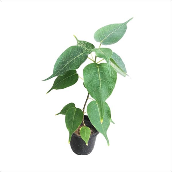 Yoidentity Pipal Plant