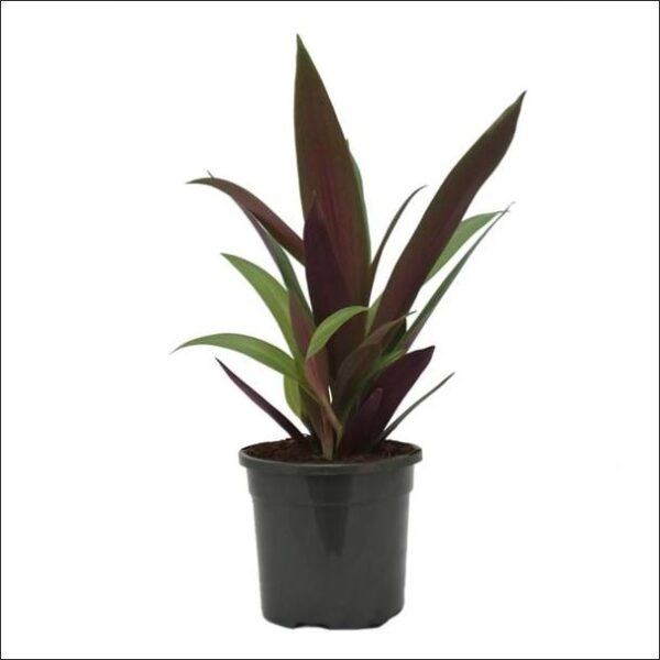 Yoidentity Rhoeo Red Plant