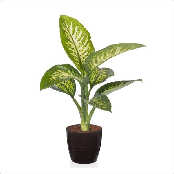 Yoidentity Dieffenbachia Plant