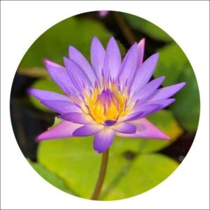 Water Lily Plant Online Bangalore - Yoidentity