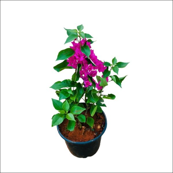 Yoidentity Bougainvillea Plant Any Color Small