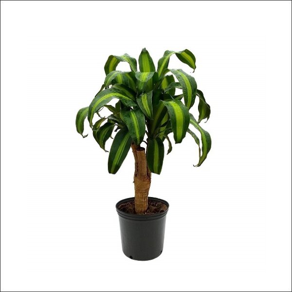 Yoidentity Dracaeana Massangeana, Cornstalk Dracaena Green