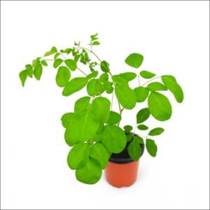 Yoidentity Drumsticks, Moringa Oleifera Plant