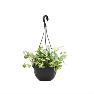 Yoidentity Money Plant Marble King