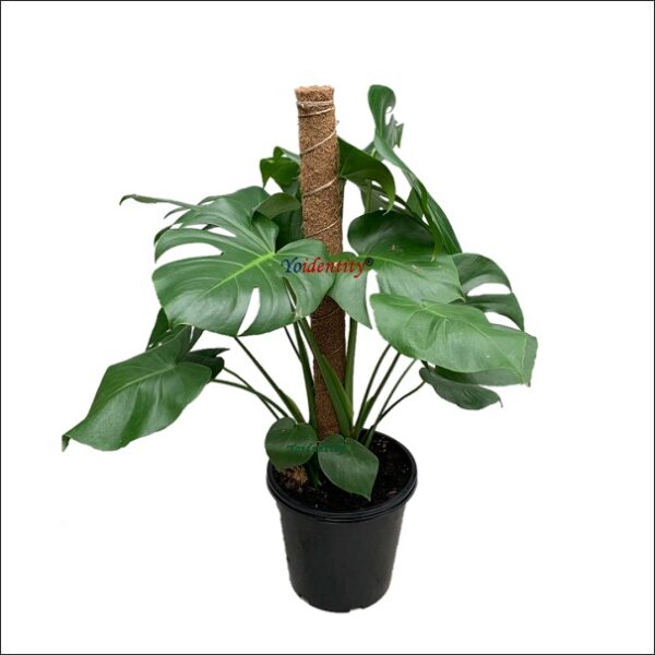 Yoidentity Monstera Deliciosa Bush XL