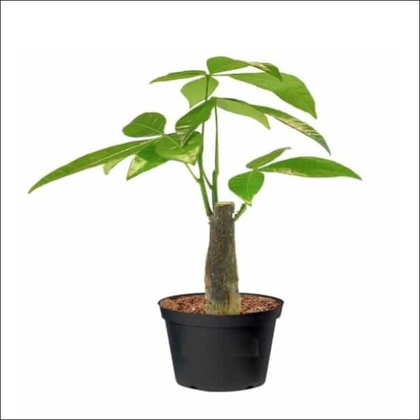 Yoidentity Pachira Money Tree