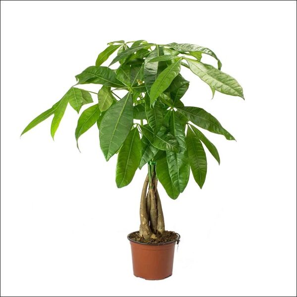 Yoidentity Pachira Money Tree Bonsai