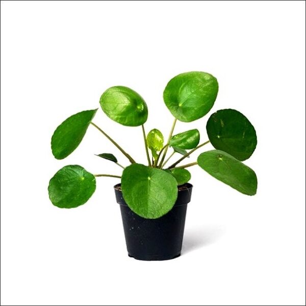 Yoidentity Pilea Peperomeoides Plant - Chinese Money Plant, Pancake Plant