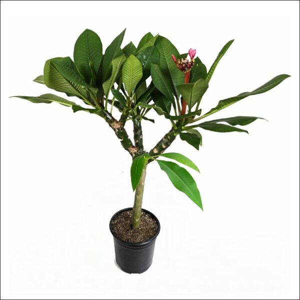 Yoidentity Plumeria, Champa Large