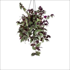 Yoidentity Zebrina Pendula, Tradescantia Zebrina, Wandering Jew Pant