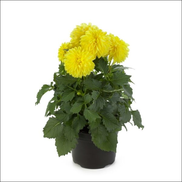 Yoidentity Dahlia Plant