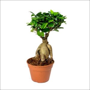 Yoidentity Ficus Bonsai