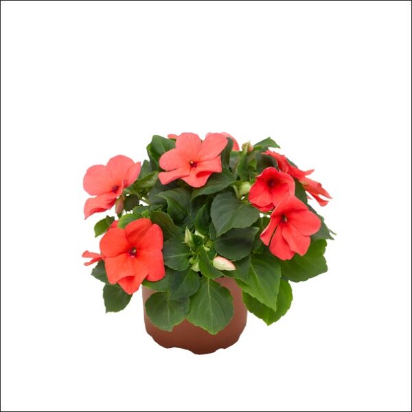 Yoidentity Impatiens Walleriana Plant Balsam