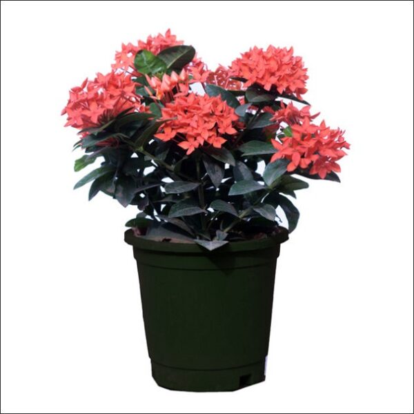 Yoidentity Ixora Plant