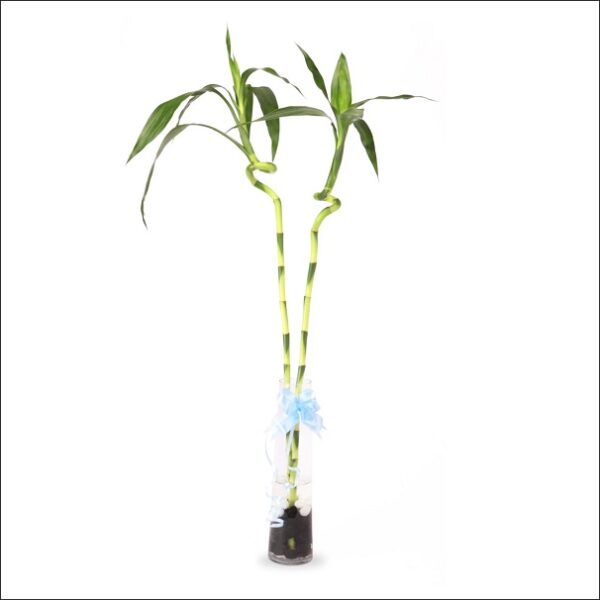 Yoidentity Lucky Bamboo Spiral Sticks 2, Dancing Bamboo