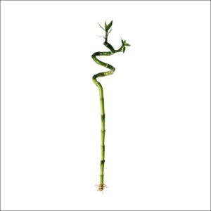 Yoidentity Lucky Bamboo Spiral Sticks, Dancing Bamboo 30 CM