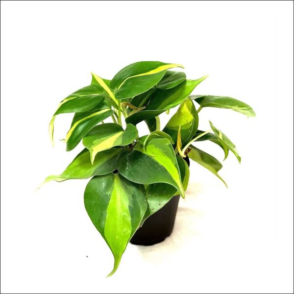 Yoidentity Philodendron Brasil