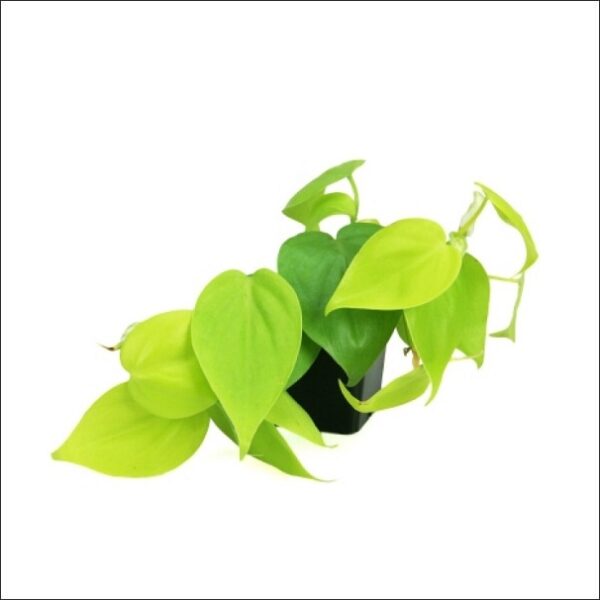 Yoidentity Philodendron Heart Leaf Golden