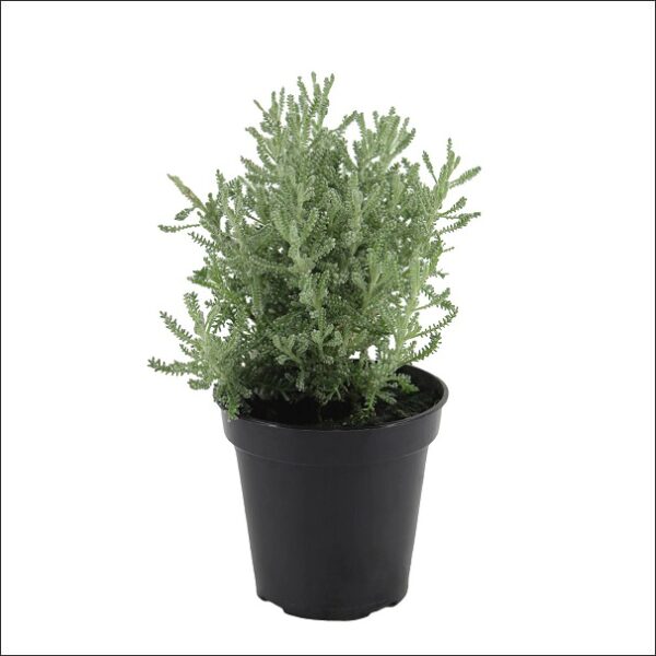 Yoidentity Santolina Grey, Cotton Lavender, Olive Herb Plant