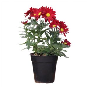 Yoidentity Shevanti, Chrysanthemum Plant