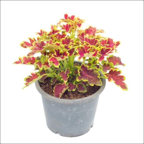 Yoidentity Coleus Curl