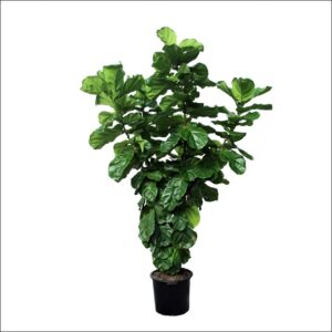 Yoidentity Ficus Lyrata, Fiddle Leaf Fig Plant XXL