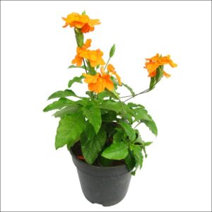 Yoidentity Kanakambaram, Aboli Plant, Firecracker Flower Plant