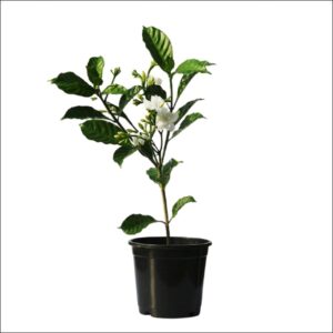 Yoidentity Nandi Battalu, Tagar Plant, Crape Jasmine, Tabernaemontana, Chandani Plant