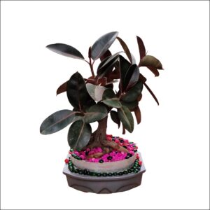 Yoidentity Bonsai Rubber Plant