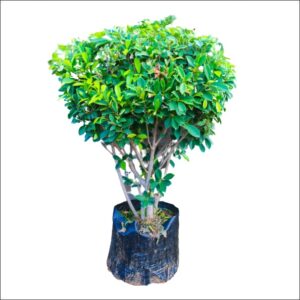 Yoidentity Ficus Panda Bush