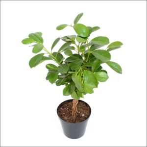 Yoidentity Ficus Panda Plant