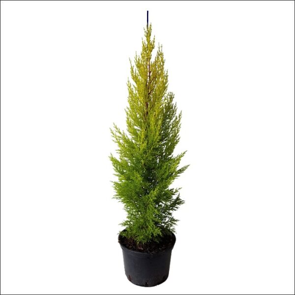 Yoidentity Golden Cypress Large