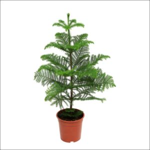 Yoidentity Indian Christmas Tree XL Online Bangalore