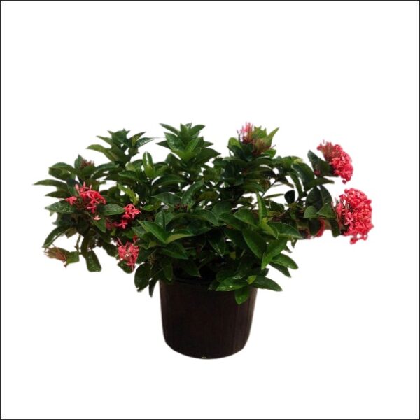 Yoidentity Ixora Plant Large