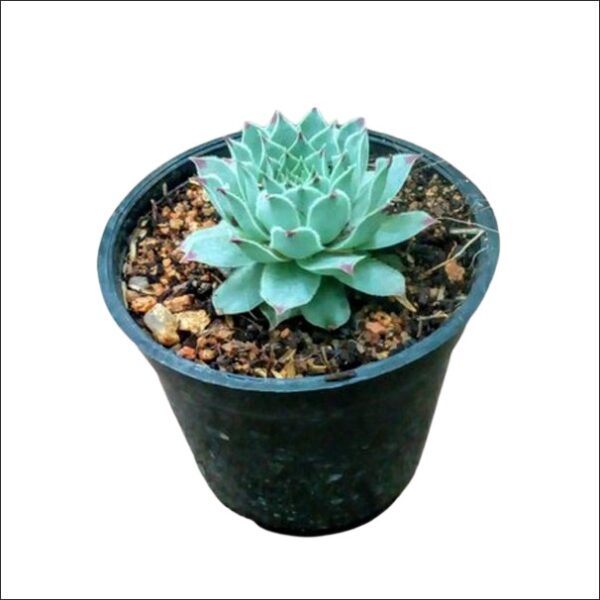 Yoidentity Sempervivum calcareum, Houseleek, Lakshmi Kamal, Succulent Plant