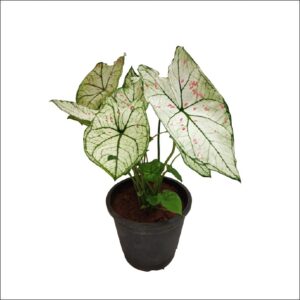 Yoidentity Caladium Hybrid Plant