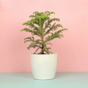 Yoidentity Christmas Tree Gift Plant