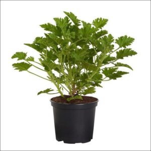 Yoidentity Citronella, Mosquito Repellent Odomos Plant