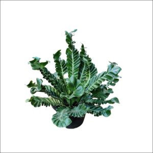 Yoidentity Cobra Fern Plant