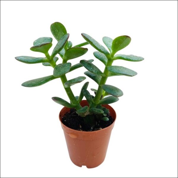 Yoidentity Crassula ovata, Jade Plant (Big leaf) Succulent Plant