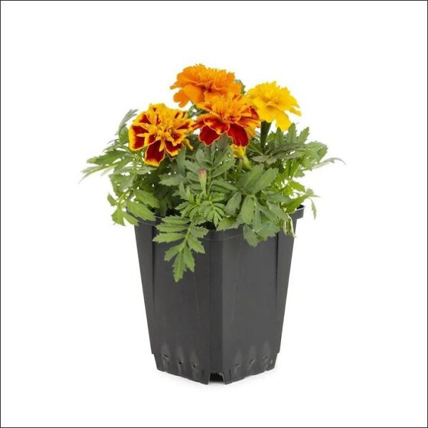 Yoidentity French Marigold Plant