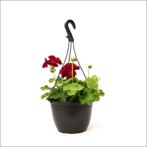 Yoidentity Geranium Plant Hanging