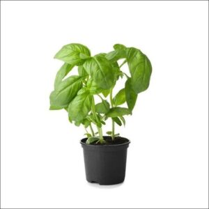 Yoidentity Italian Basil, Green Basil Plant